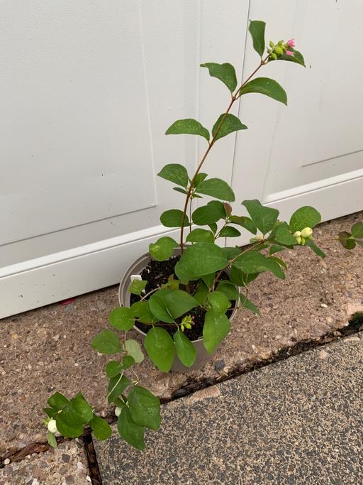 Buy & Sell Kings Heath Birmingham - Photos for Shrub Symphoricarpos albus