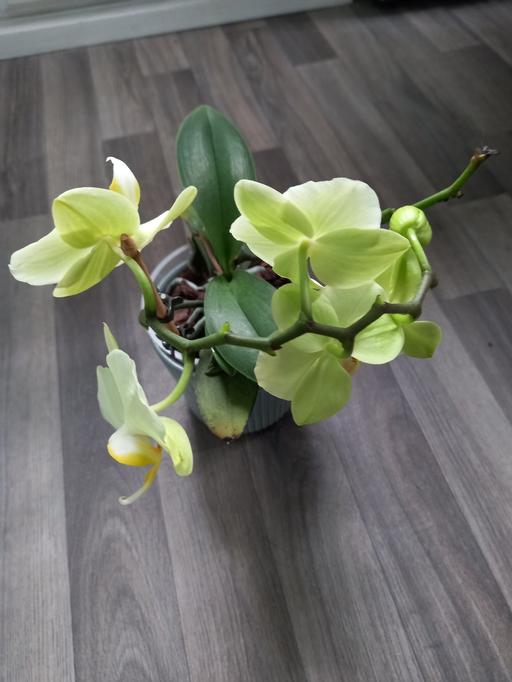 Buy & Sell Stirchley Birmingham - Photos for Houseplants Orchid