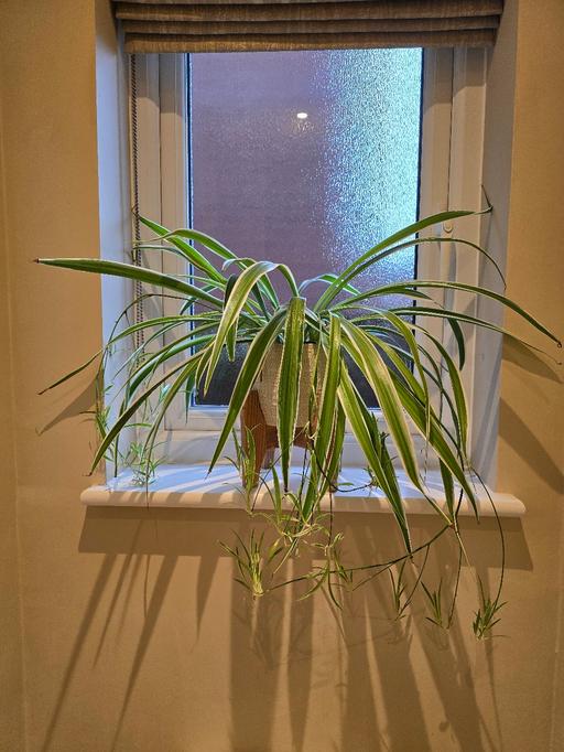 Buy & Sell Rowley Regis Sandwell - Photos for large healthy 🕷 spider plant 🪴