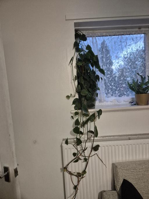 Buy & Sell Kitts Green Birmingham - Photos for indoor plant