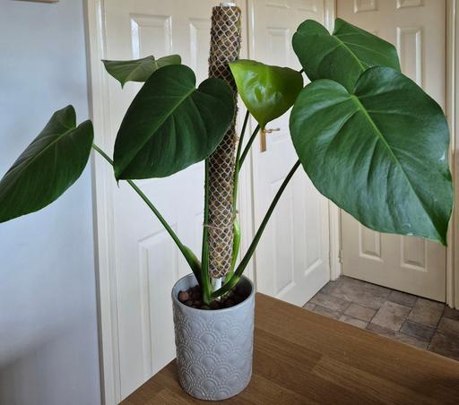 Buy & Sell Moss Pit Stafford - Photos for 2 XLarge Monstera Deliciosa ROOTED CUTTINGS