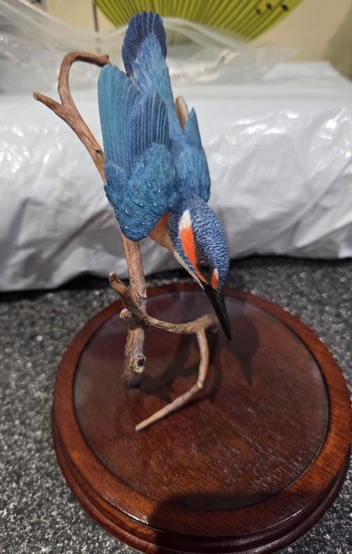 Buy & Sell Westgate-on-Sea Thanet - Photos for STUNNING KINGFISHER