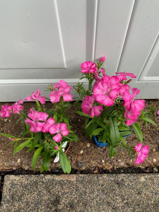 Buy & Sell Kings Heath Birmingham - Photos for Dianthus Festival Mix