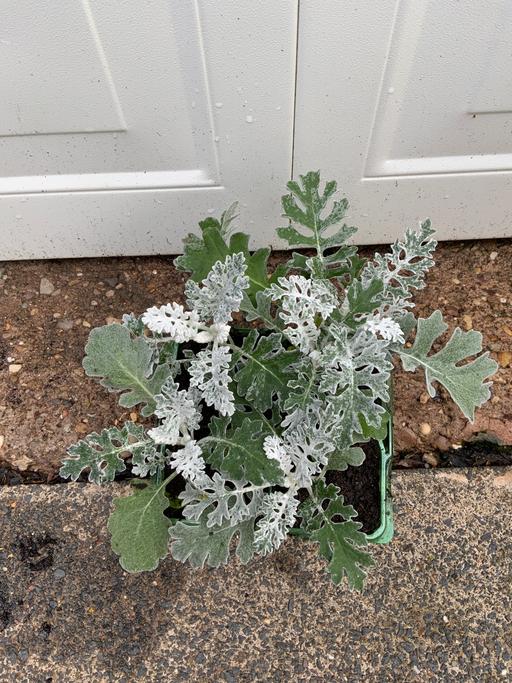 Buy & Sell Bournville Birmingham - Photos for Cinneria Silver Dust