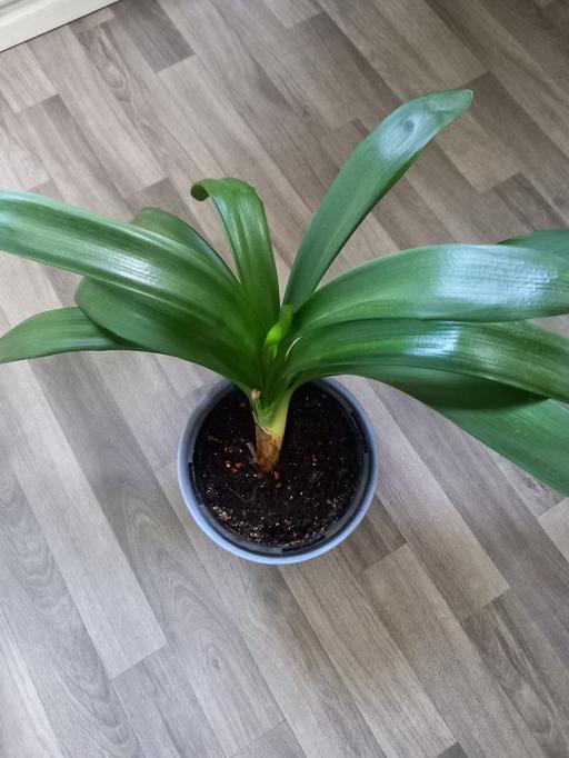 Buy & Sell Stirchley Birmingham - Photos for Houseplants Clivia