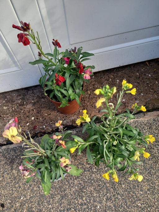 Buy & Sell Stirchley Birmingham - Photos for Wallflowers 