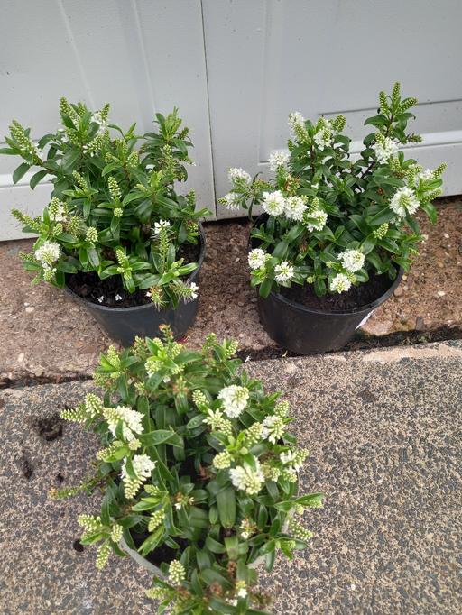 Buy & Sell Kings Heath Birmingham - Photos for Shrub Hebes