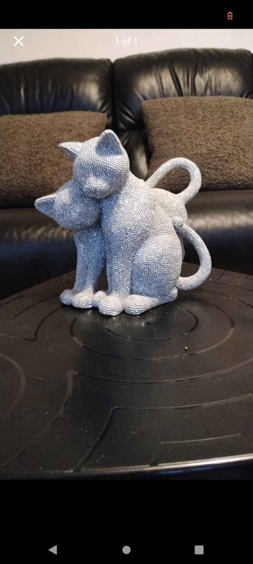 Buy & Sell Brinsford South Staffordshire - Photos for Silver cats