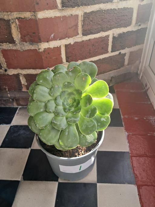 Buy & Sell Hamstead Industrial Estate Birmingham - Photos for HOUSE PLANT