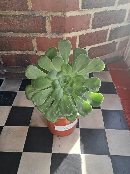 Buy & Sell Hamstead Industrial Estate Birmingham - Photos for HOUSE PLANT