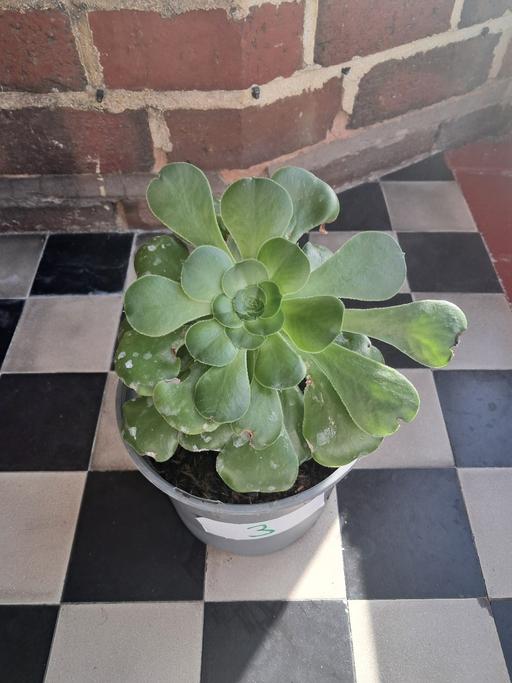 Buy & Sell Hamstead Industrial Estate Birmingham - Photos for HOUSE PLANT