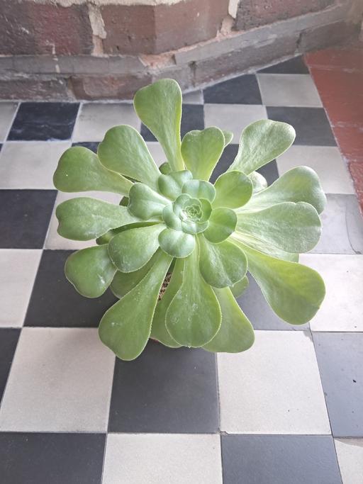 Buy & Sell Hamstead Industrial Estate Birmingham - Photos for HOUSE PLANT