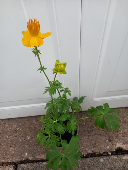 Buy & Sell Stirchley Birmingham - Photos for Trollius Globe Flower 