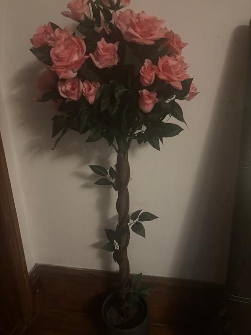 Buy & Sell Mountain Bradford - Photos for Rose bush