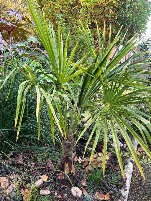 Buy & Sell Telford Telford and Wrekin - Photos for Trachycarpus fortuneii