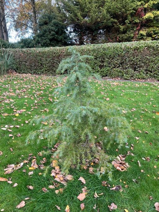 Buy & Sell Telford Telford and Wrekin - Photos for Cedrus Deodara