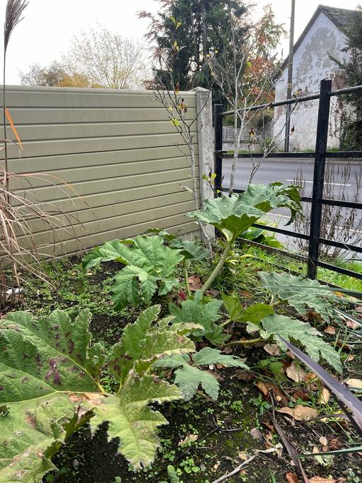 Buy & Sell Telford Telford and Wrekin - Photos for Gunnera mannicata
