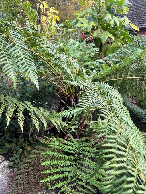 Buy & Sell Telford Telford and Wrekin - Photos for Australian Tree Fern