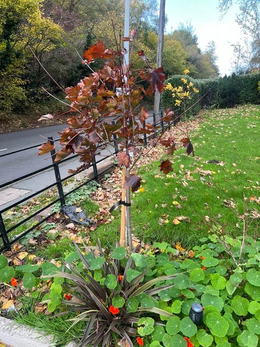 Buy & Sell Telford Telford and Wrekin - Photos for Acer Crimson King