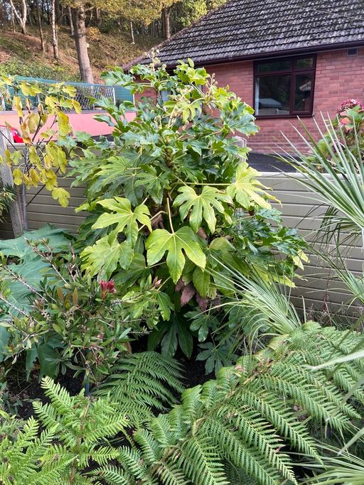 Buy & Sell Telford Telford and Wrekin - Photos for Large Fatsia Japonica
