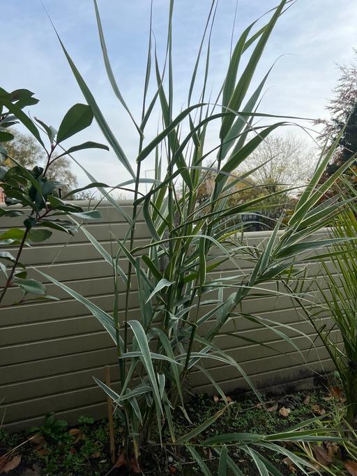 Buy & Sell Telford Telford and Wrekin - Photos for Arundo Donax
