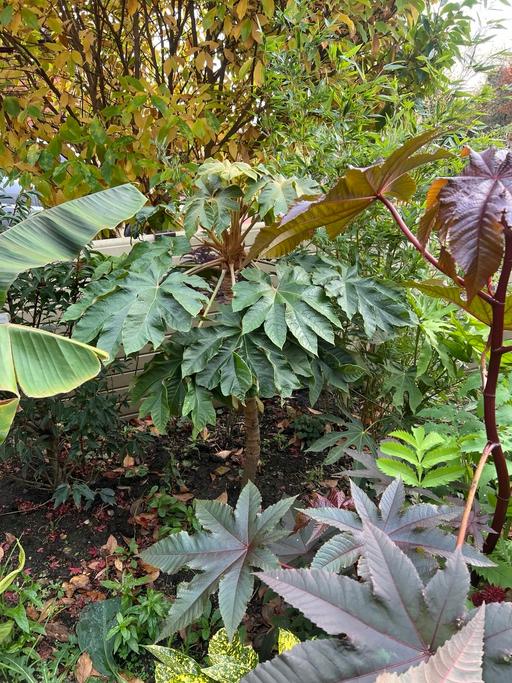 Buy & Sell Telford Telford and Wrekin - Photos for Tetrapanax Rex