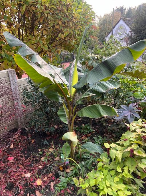 Buy & Sell Telford Telford and Wrekin - Photos for Musa Sikkimensis