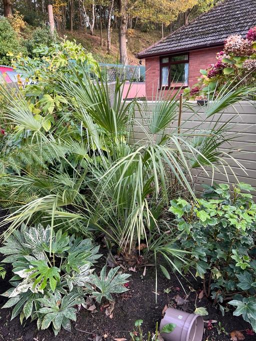 Buy & Sell Telford Telford and Wrekin - Photos for Chamaerops Humilis