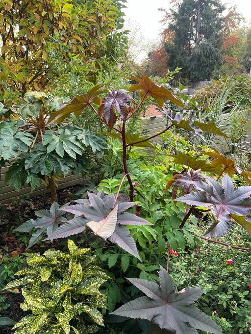 Buy & Sell Telford Telford and Wrekin - Photos for Ricinus Communis