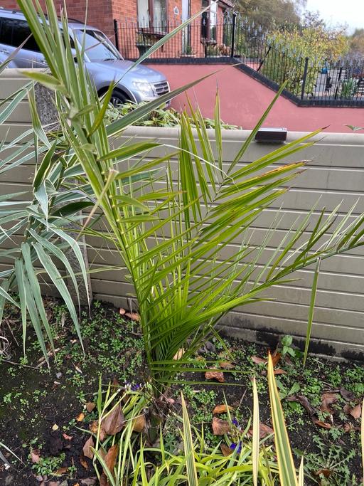 Buy & Sell Telford Telford and Wrekin - Photos for Phoenix Canariensis
