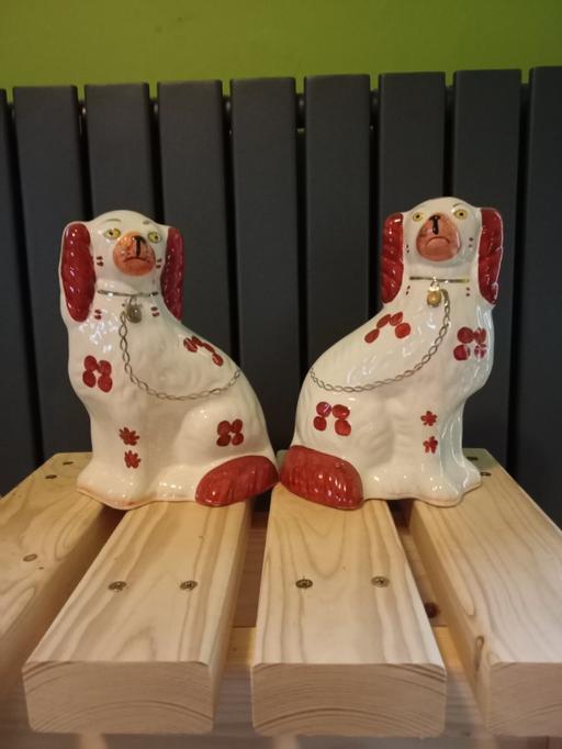 Buy & Sell Netherlee Glasgow - Photos for wally Dogs