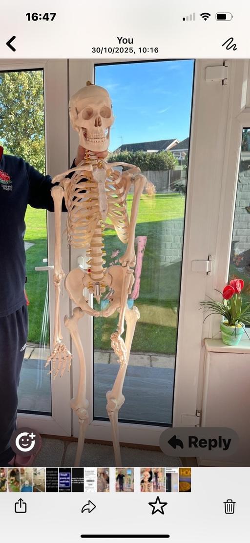 Buy & Sell Brightlingsea Tendring - Photos for Medical Skeleton