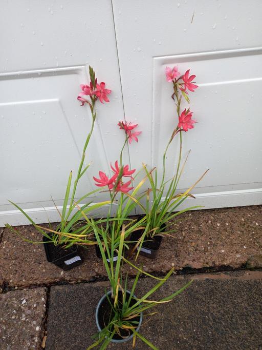 Buy & Sell Kings Heath Birmingham - Photos for Schizostylis coccinea