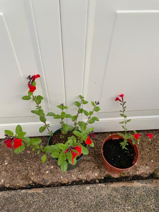 Buy & Sell Kings Heath Birmingham - Photos for Salvia Bumble Bee