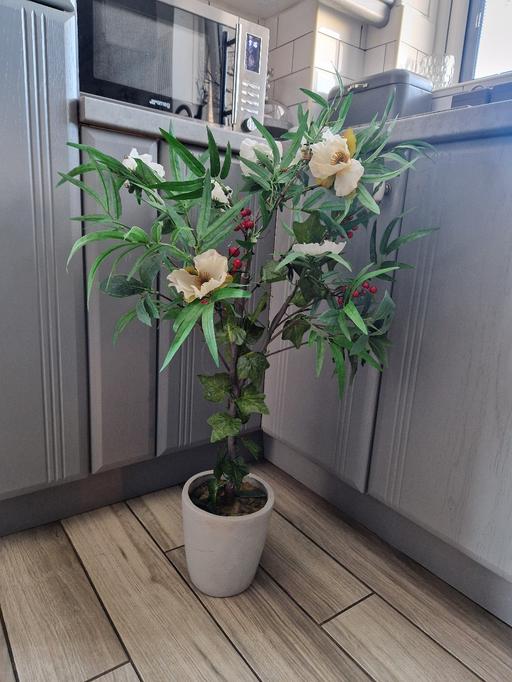 Buy & Sell Scholes Rotherham - Photos for Large faulse plant with pot base