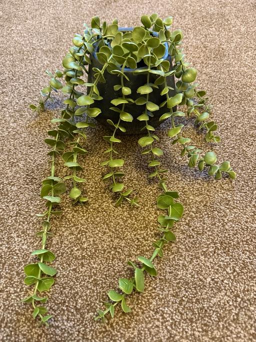 Buy & Sell Thurnscoe Barnsley - Photos for Trailing Plant.