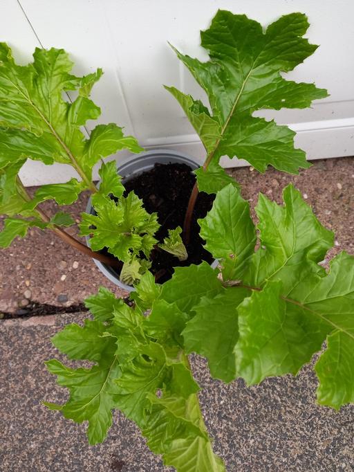 Buy & Sell Kings Heath Birmingham - Photos for Acanthus Mollis