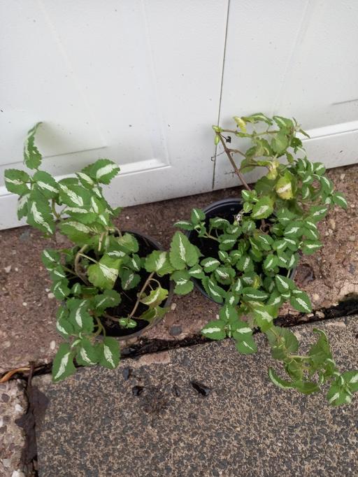 Buy & Sell Stirchley Birmingham - Photos for Perennial Purple Lamium maculatum