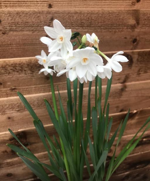 Buy & Sell Saltley Birmingham - Photos for Narcissus paper white bulbs 80p each