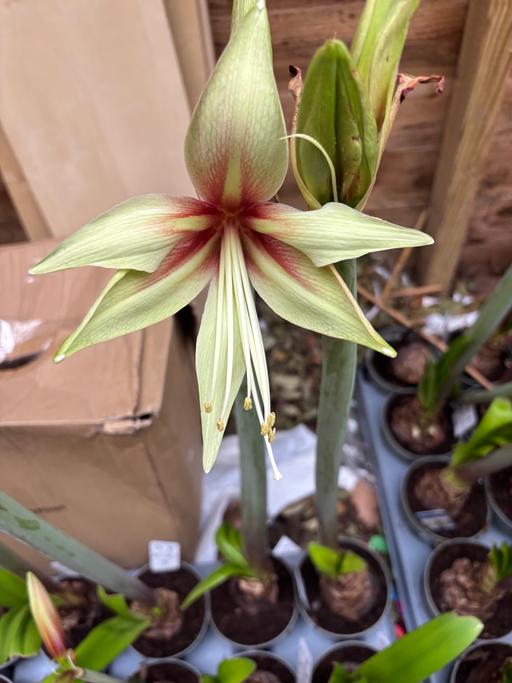 Buy & Sell Alum Rock Birmingham - Photos for Amaryllis bulbs £5 each
