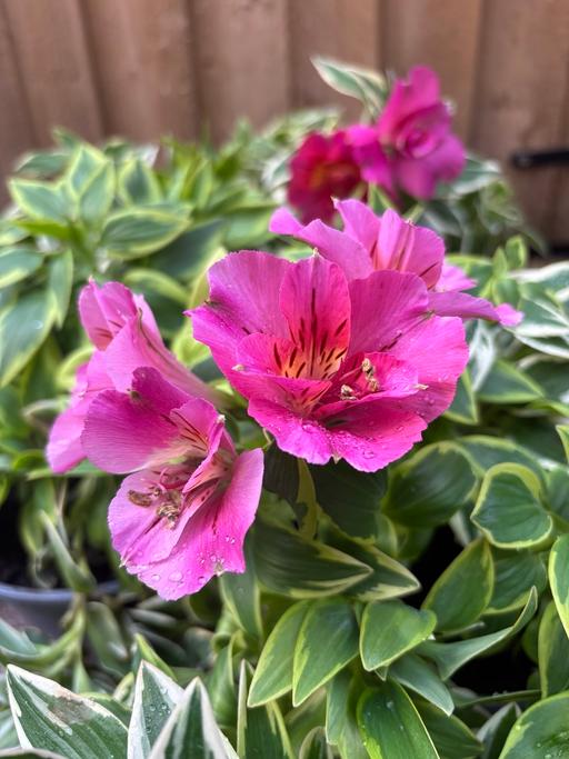 Buy & Sell Alum Rock Birmingham - Photos for Alstroemeria plant