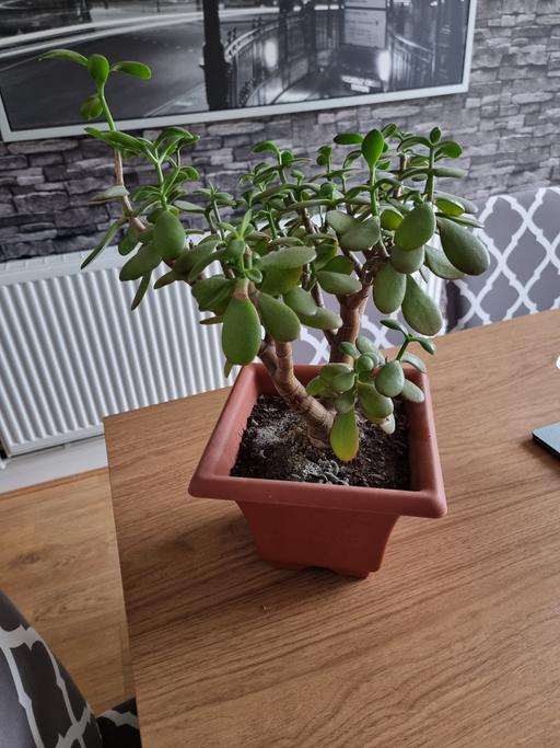 Buy & Sell Bilston Wolverhampton - Photos for Plant