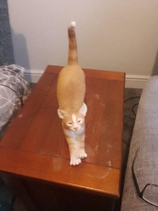 Buy & Sell Throston Hartlepool - Photos for sherratt and Simpson stretching cat.