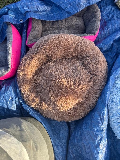 Buy & Sell Princes End Sandwell - Photos for Donut cat bed 50 cm