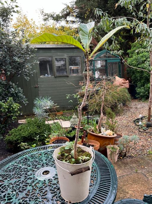 Buy & Sell - Photos for Japanese Loquat tree