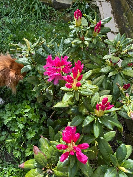Buy & Sell - Photos for Japanese rhododendron tree beautiful flowers