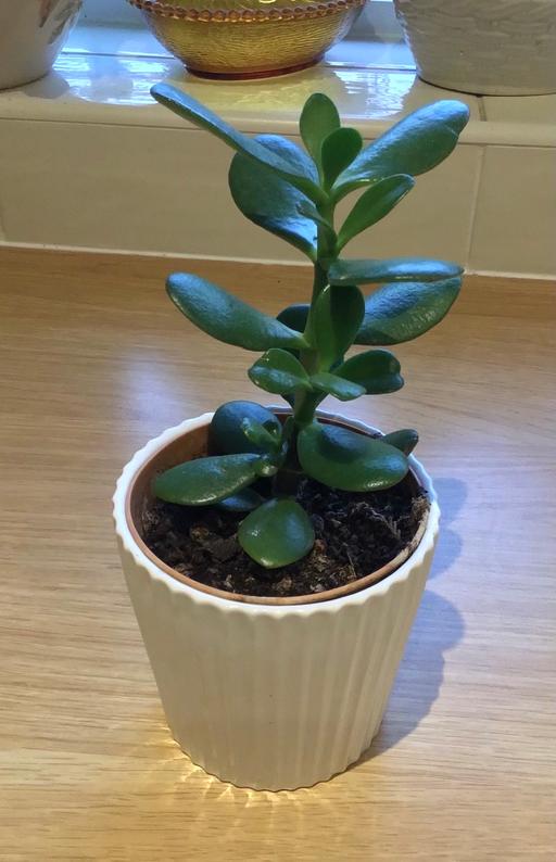 Buy & Sell Essington Wolverhampton - Photos for Healthy money plant in ceramic pot