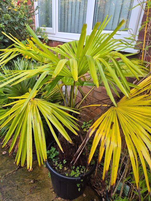 Buy & Sell Moseley Birmingham - Photos for palm tree