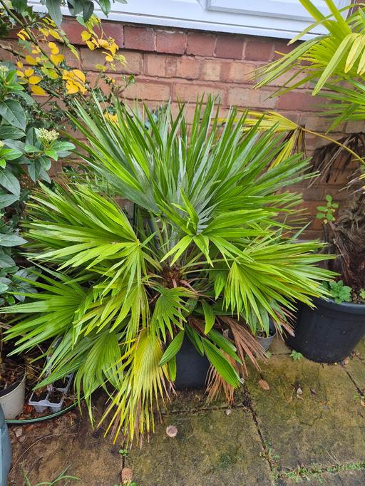 Buy & Sell Moseley Birmingham - Photos for palm tree