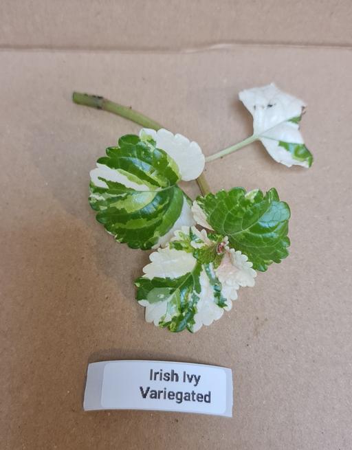 Buy & Sell Loxford East London - Photos for indoor plants